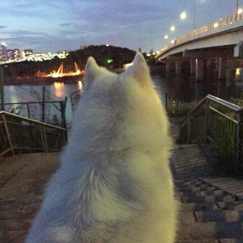 优雅的拖鞋
