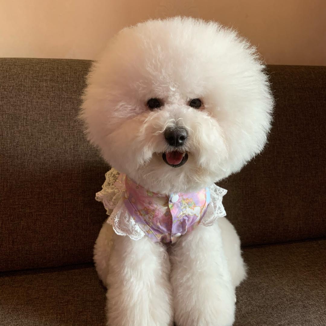 炸毛🐶奶酪