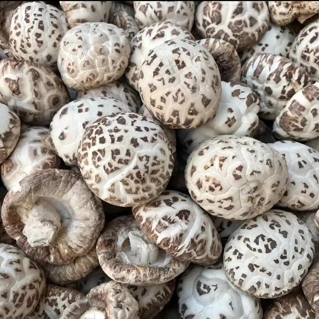 大洪山香菇原产地