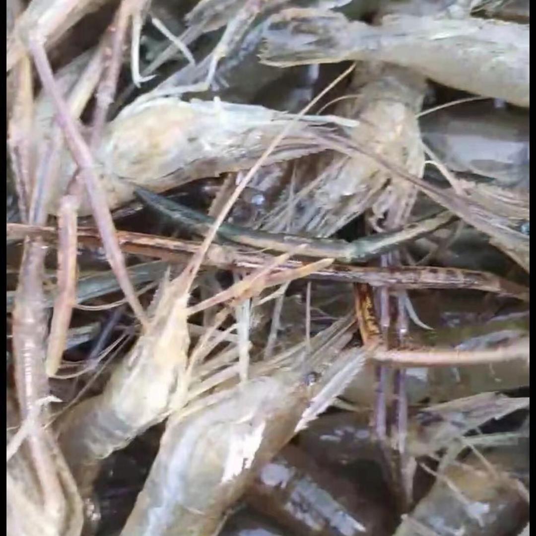 户外捕虾  阿健