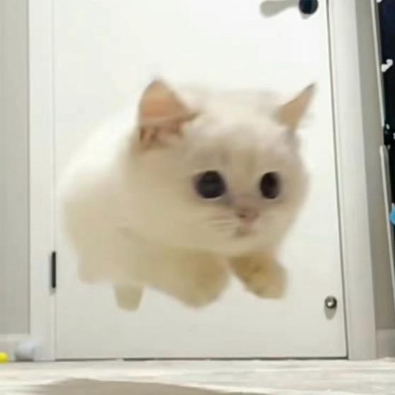 乌冬雪育