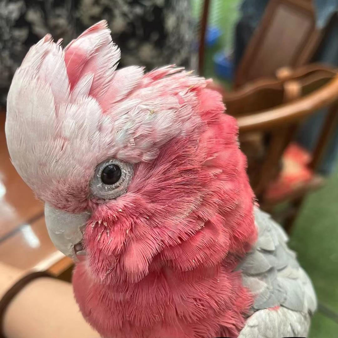 大亮鹦宠（天津北辰）