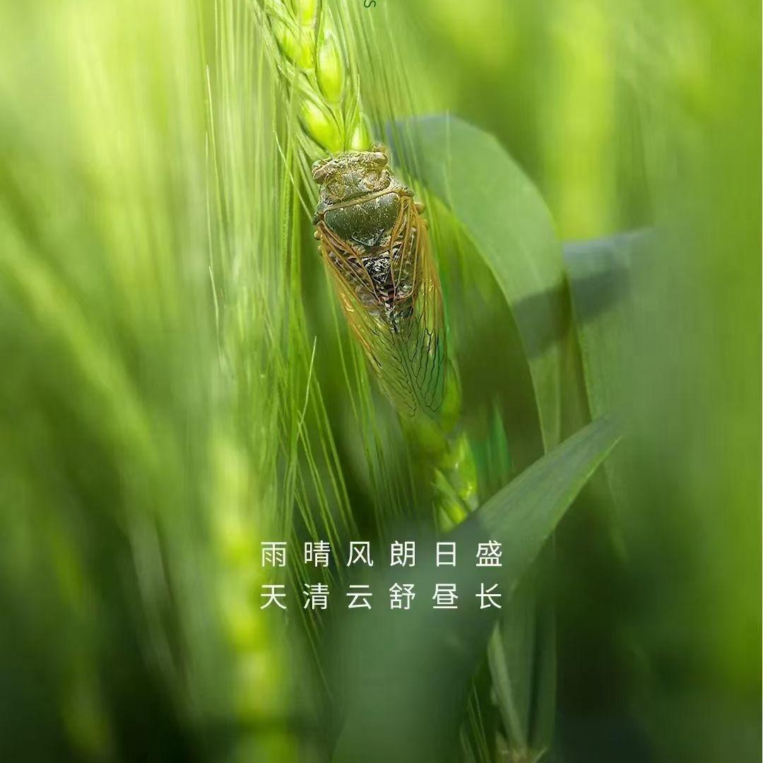 莫雅