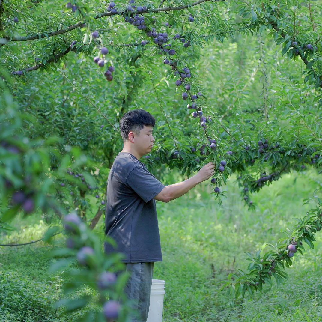 邓林