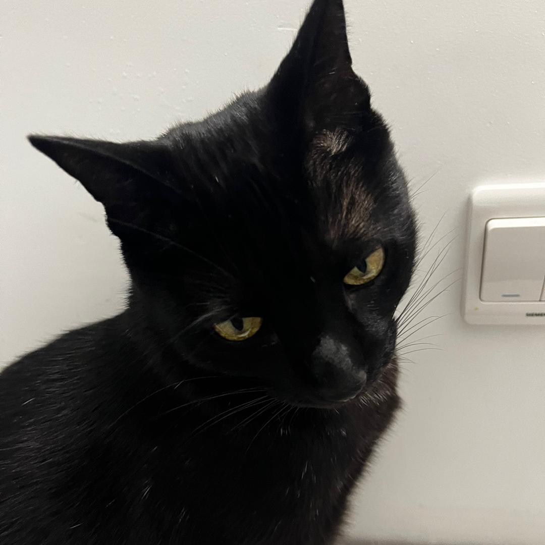 小李子的阳刚之举