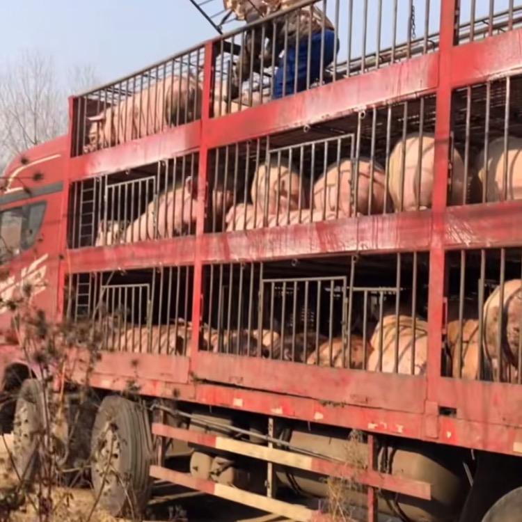 完美人生🔥🔥（专业收猪）