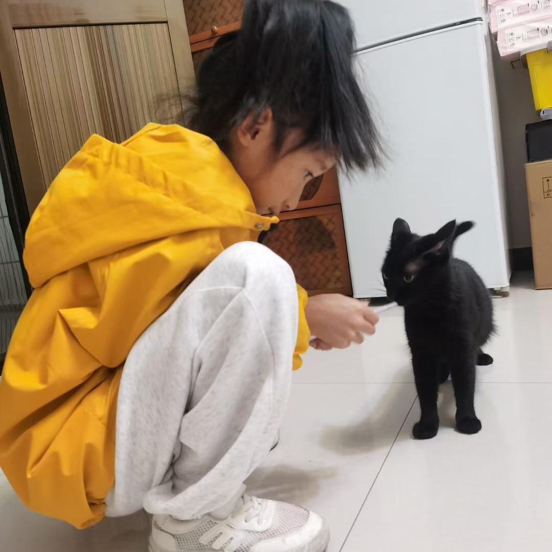 西安沣太狼犬