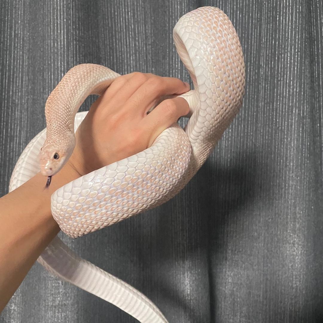 记录养爬宠生活