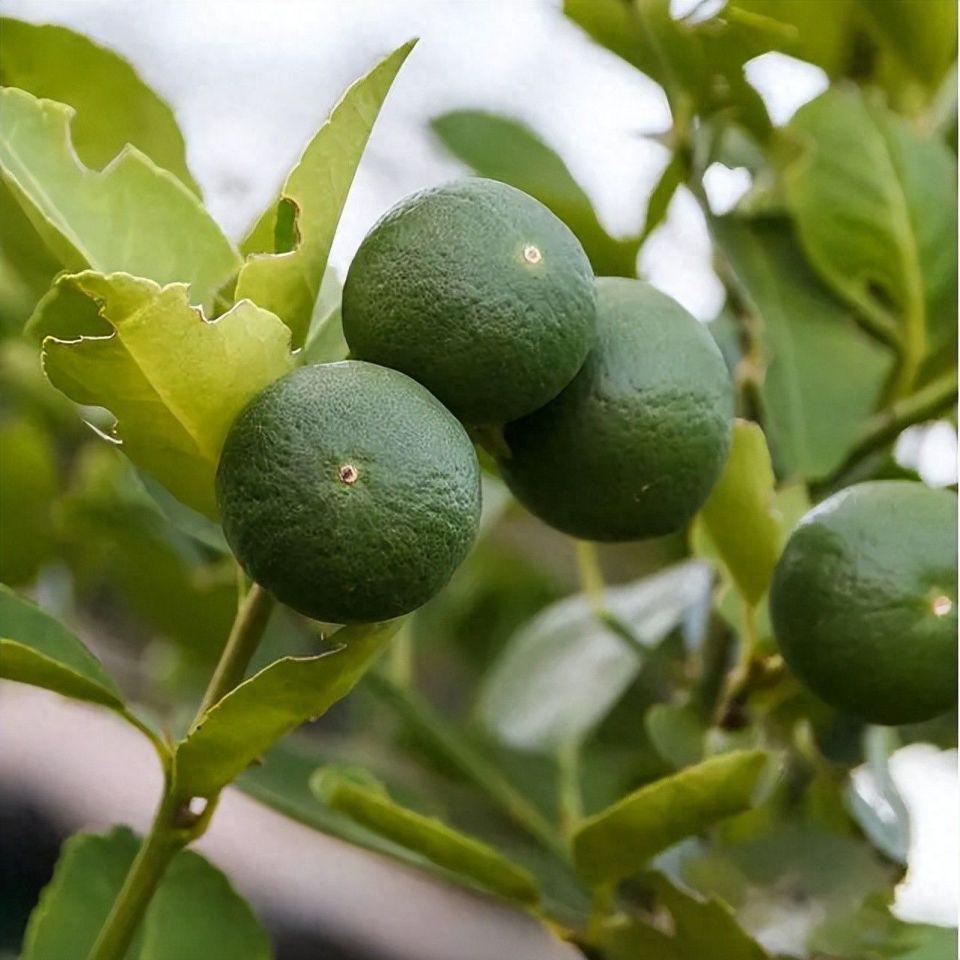 枳实（你无情 我无意）