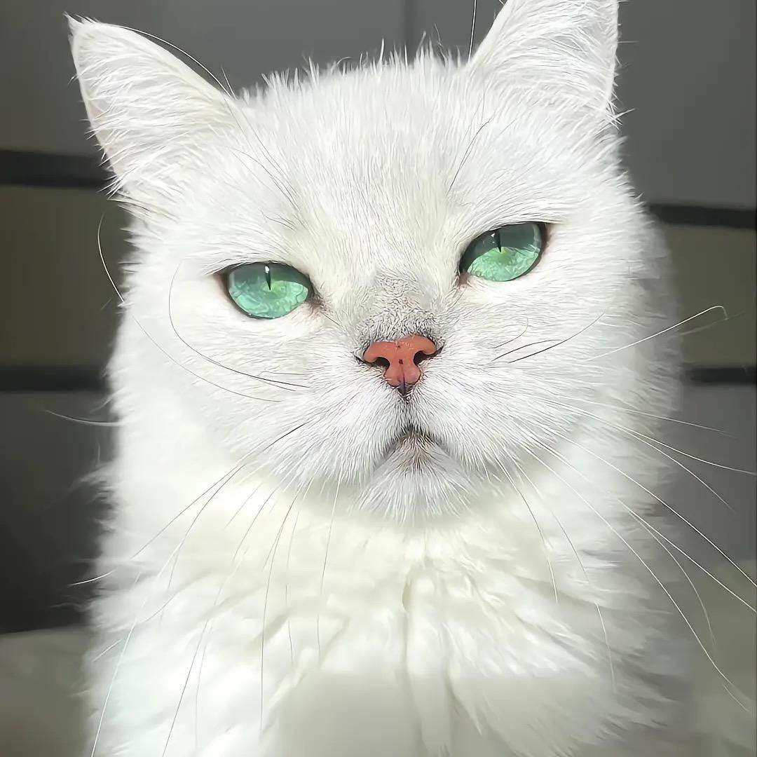 .派瑞