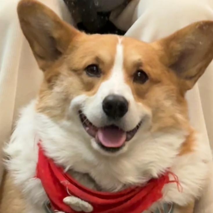 年年是一只小狗🐶