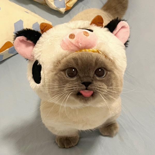 牛奶皮肤小介