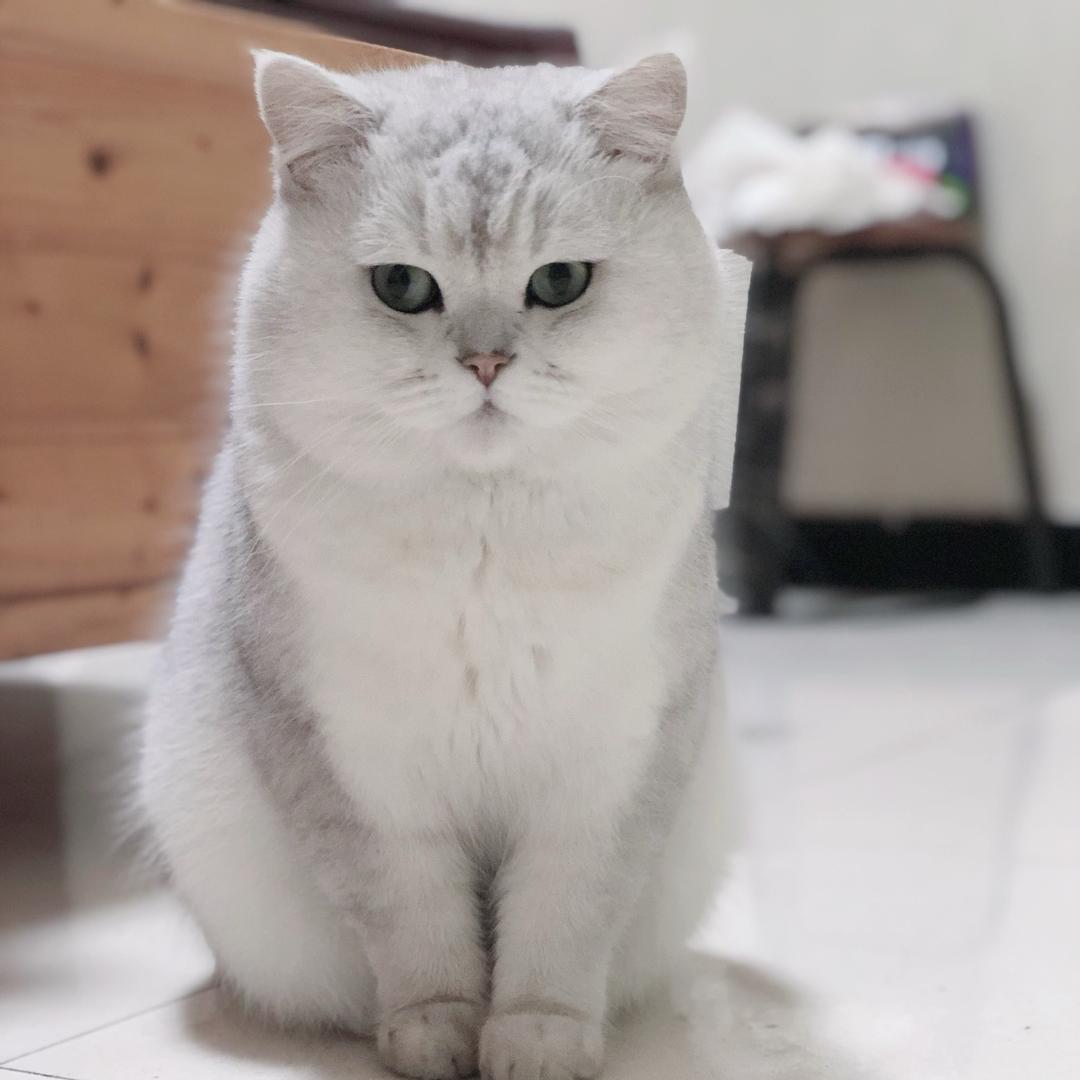 猪猪是只喵
