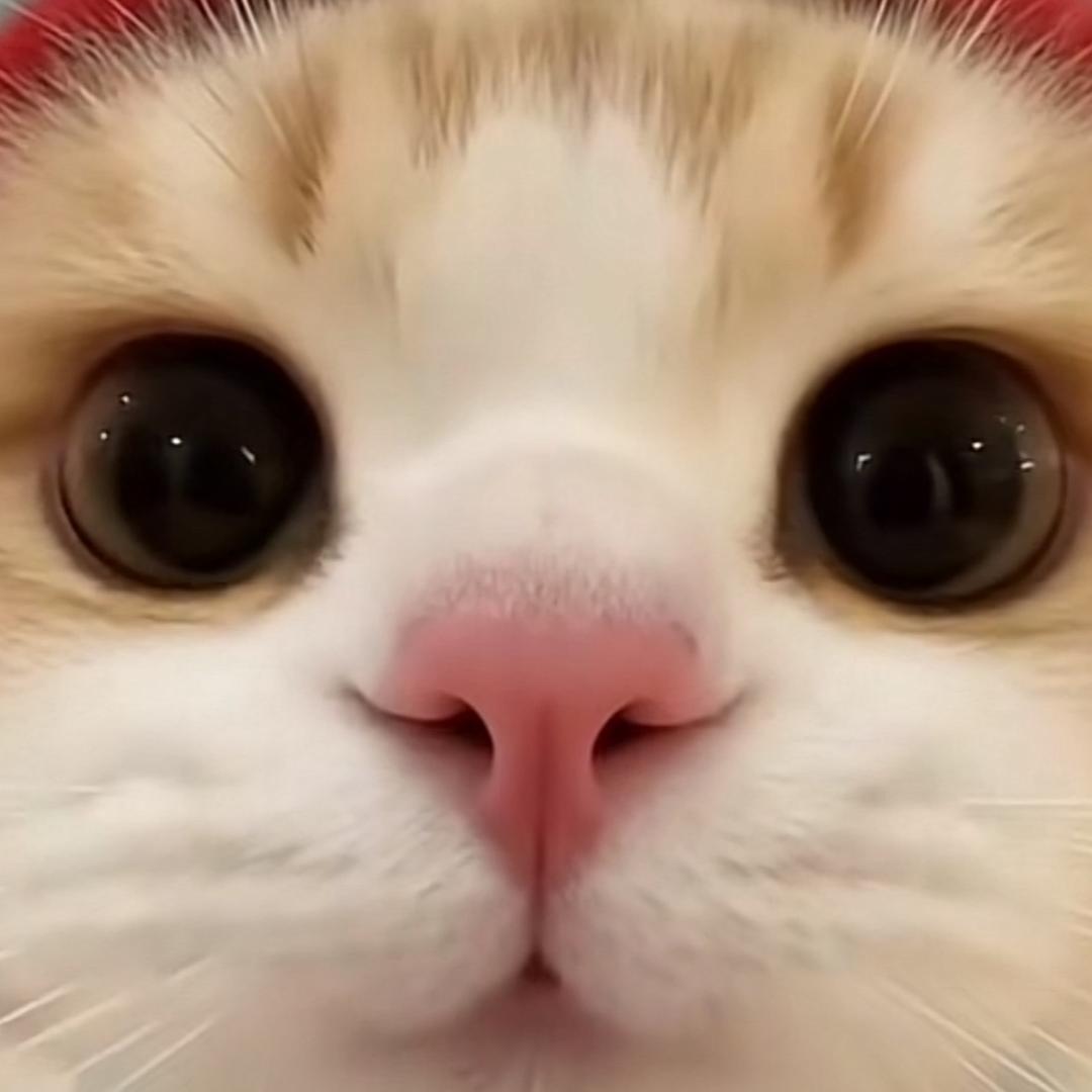 石榴