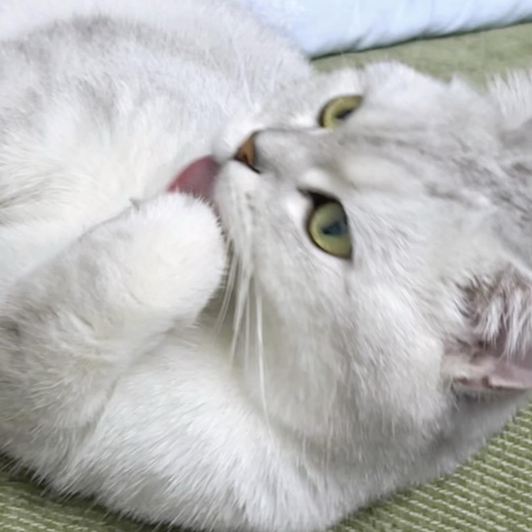 闹闹是喵咪🐱