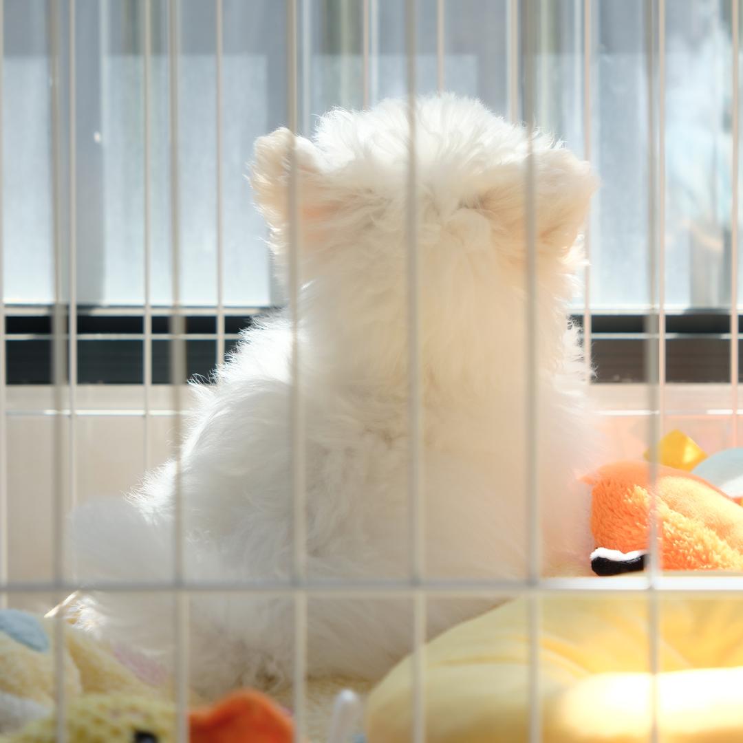 我是蔡团子🍡