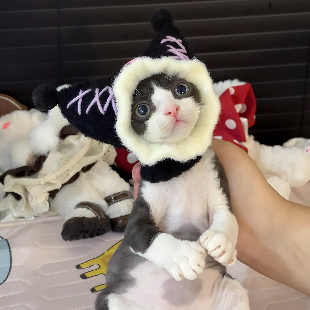 大福 Cattery