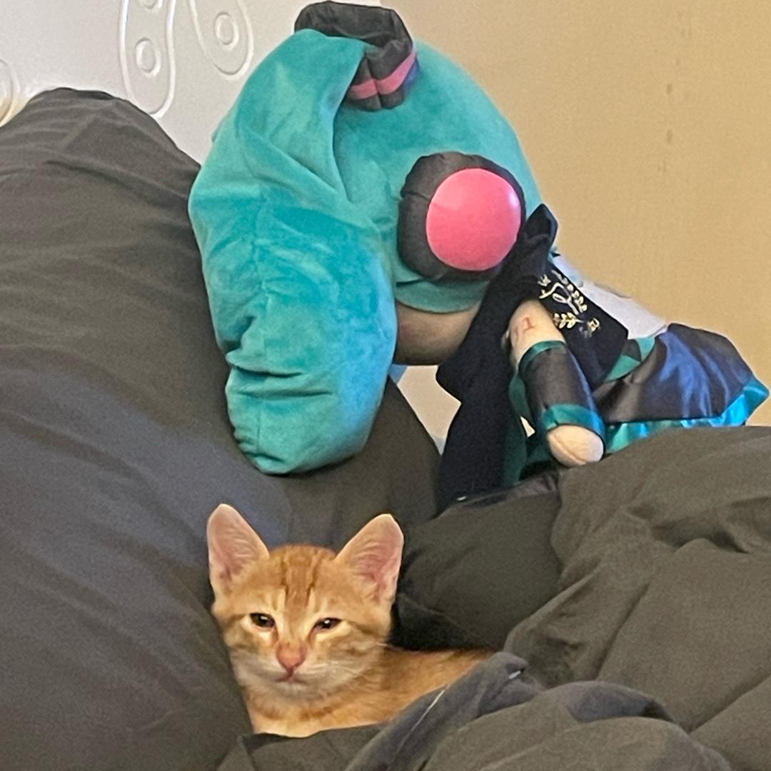 小马的小猫