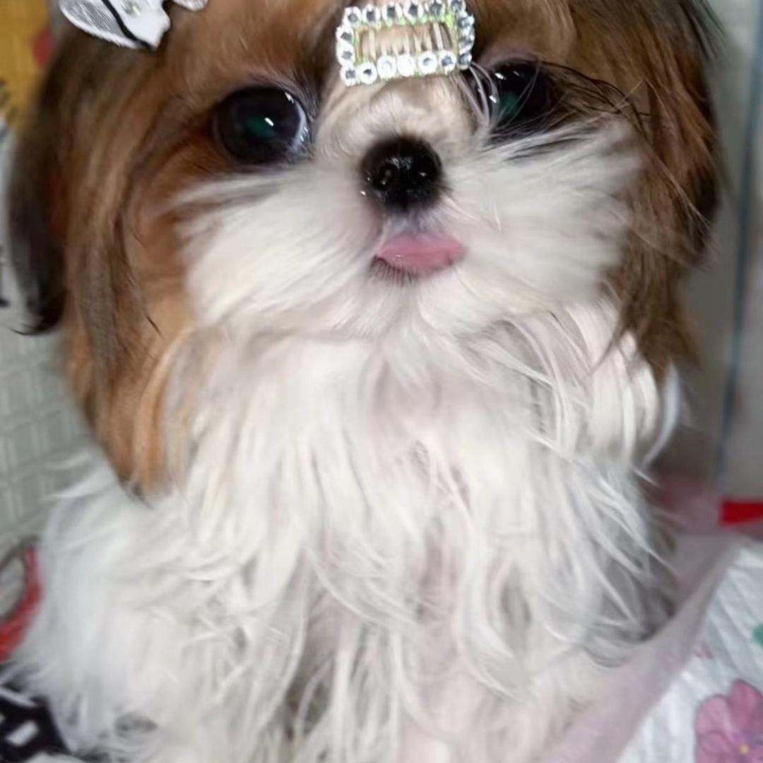 海口龙华糖志姆宠物店