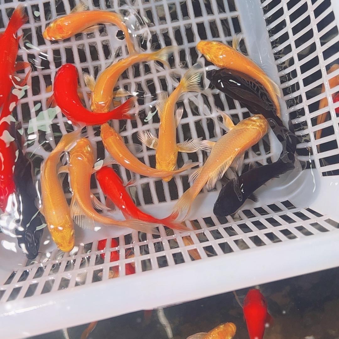 晶彩水族店