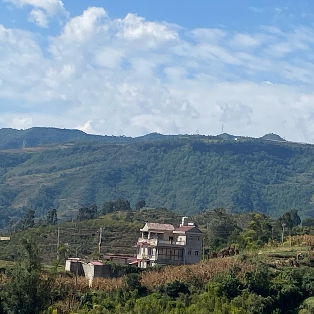 李子1