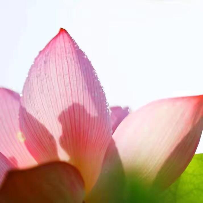 莲花文旅