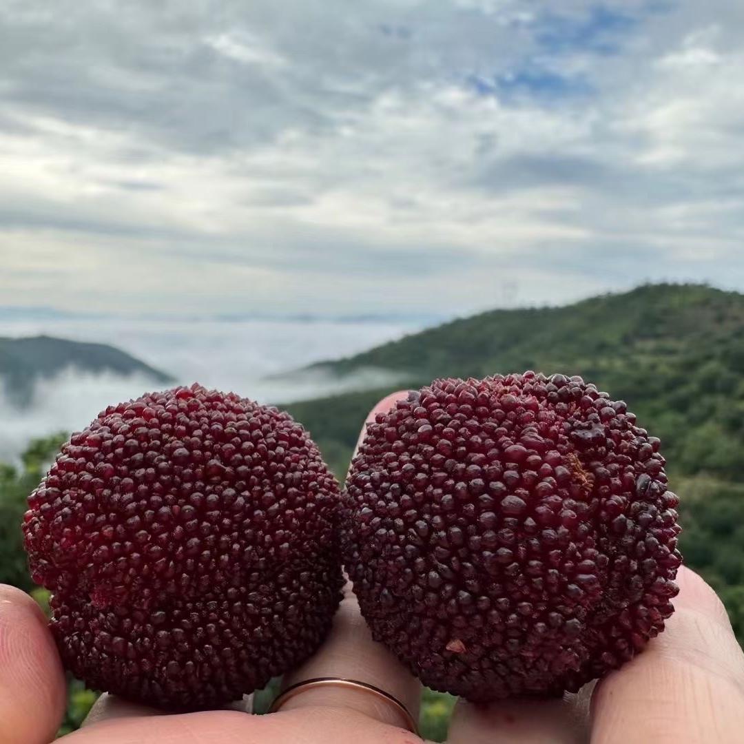 良亩田水果零售专营店东魁杨梅