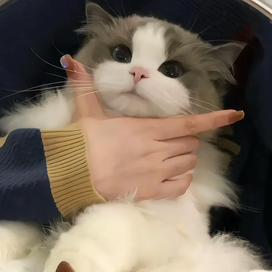 爆瘦爆富孟十一