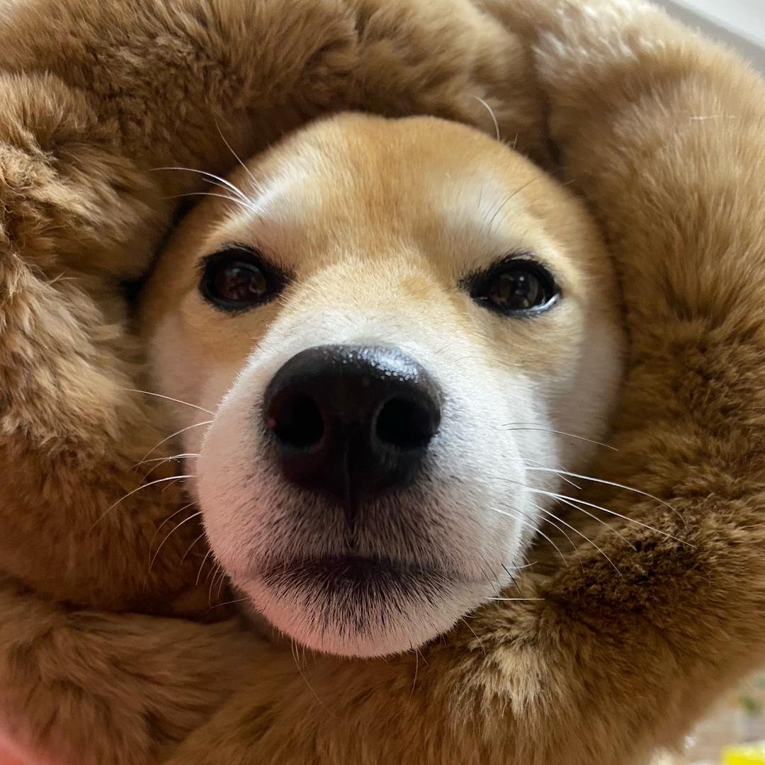 呱呱的麻麻爱呱呱