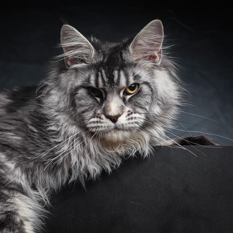 安娜的缅因猫（深圳猫舍