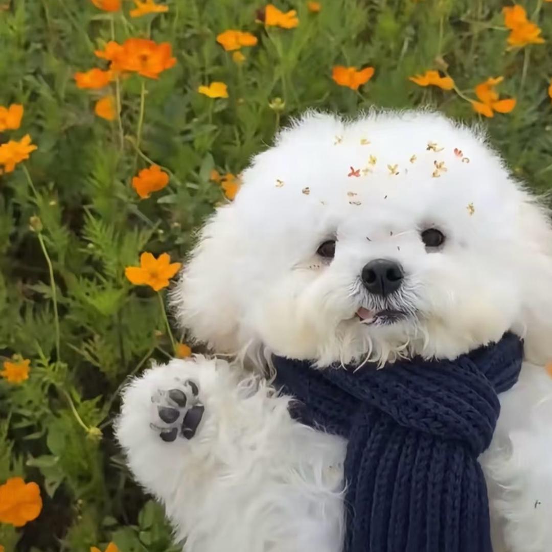 锦煜犬舍（直播）
