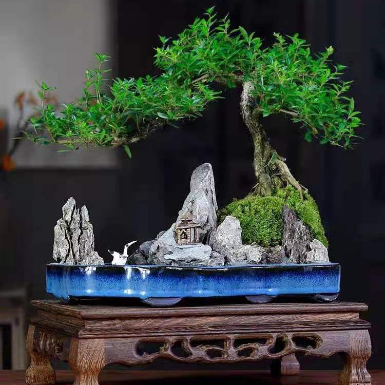 景上行盆景园（卷王）