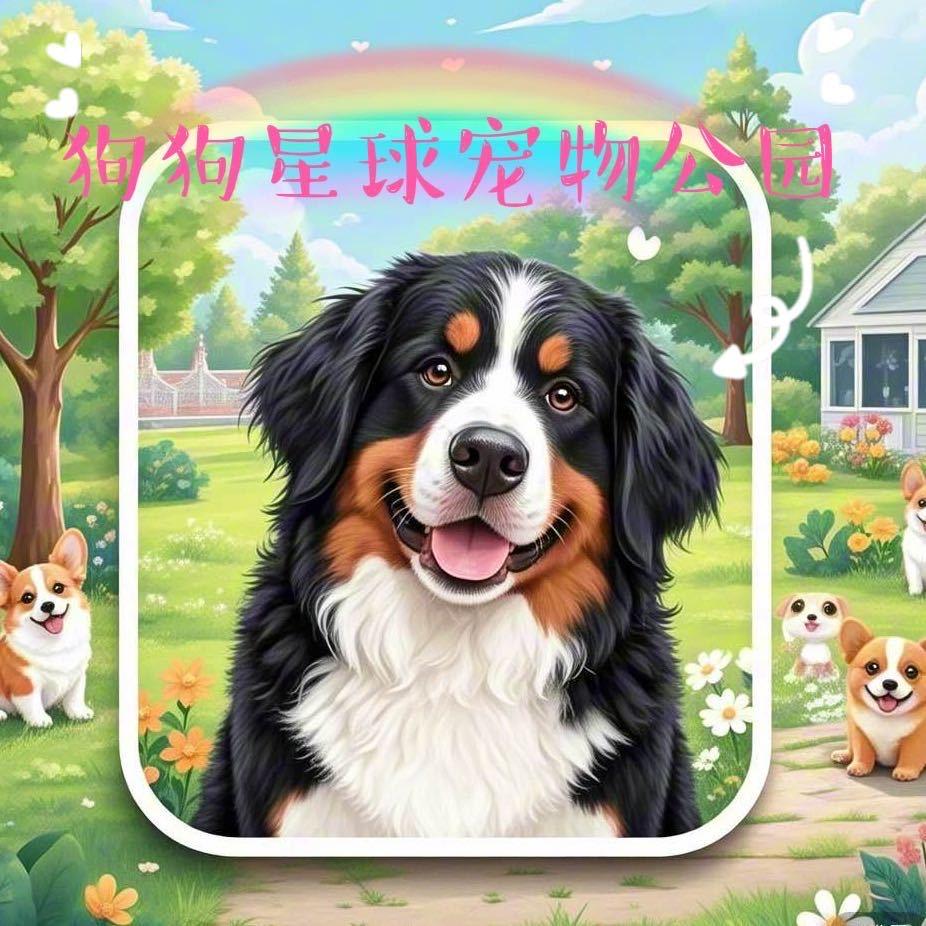 兰州狗狗星球宠物公园