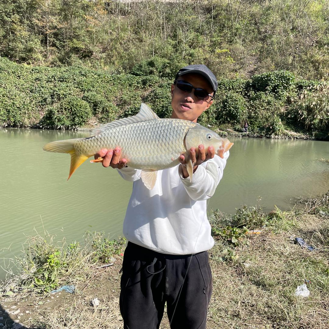 谷麦钓鲤鱼