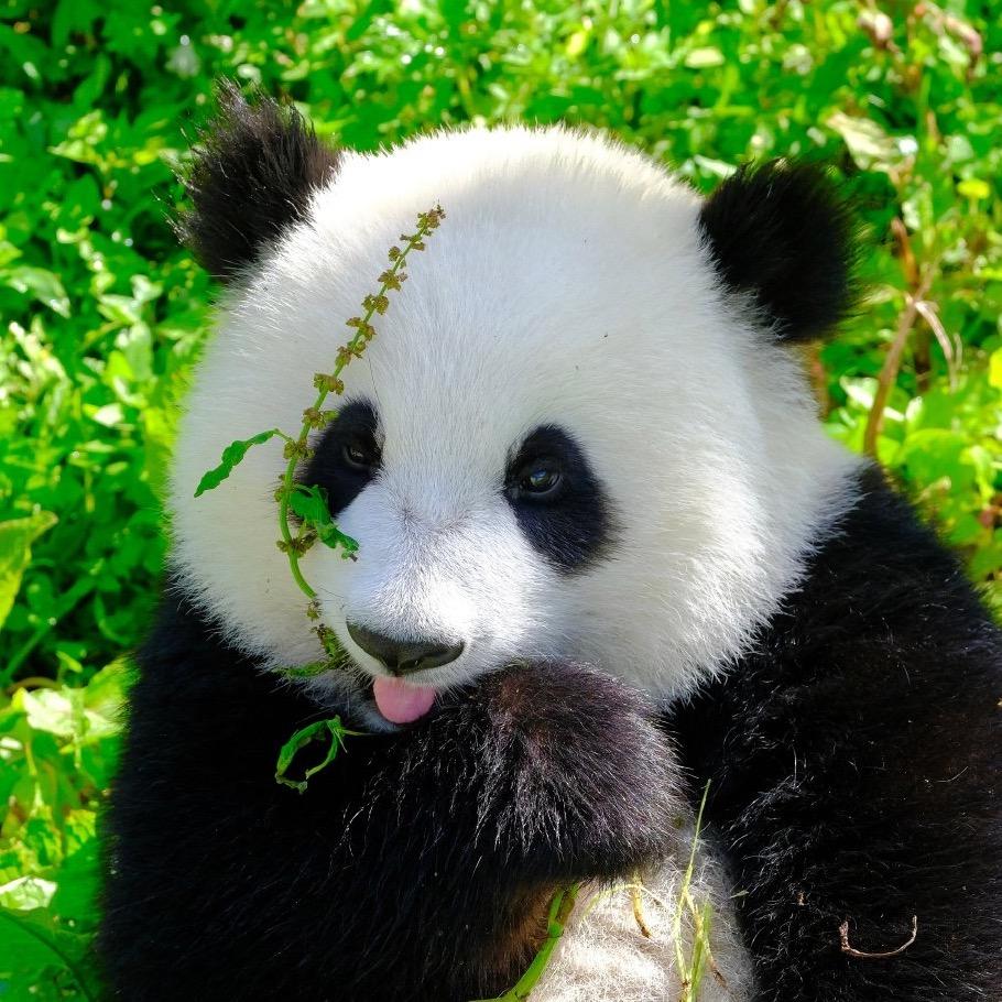 熊猫人🐼