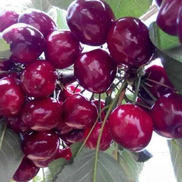 大连老铁山大坤樱桃🍒
