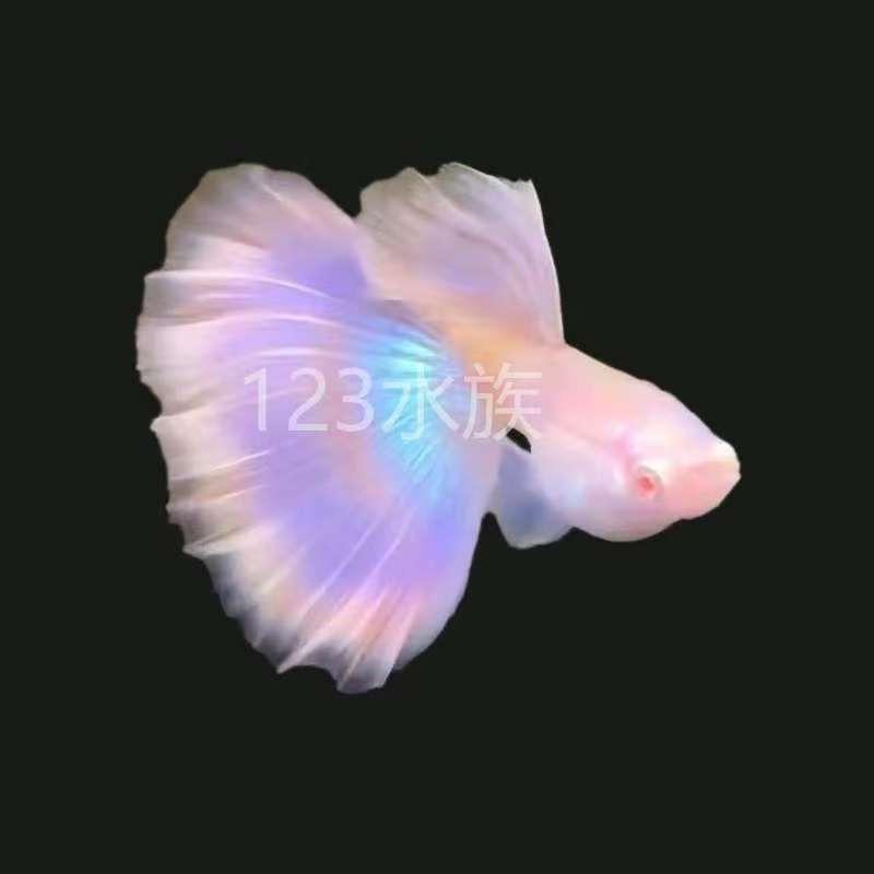 123水族