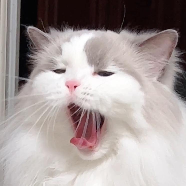 陈小念🐱（增重版）