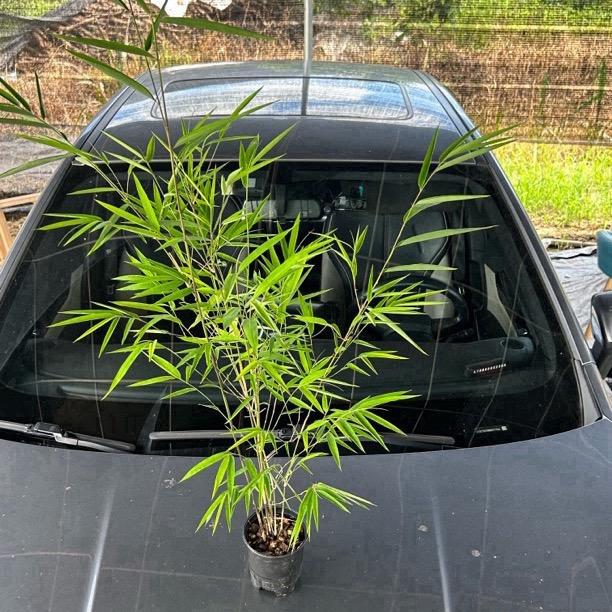 99花卉绿植