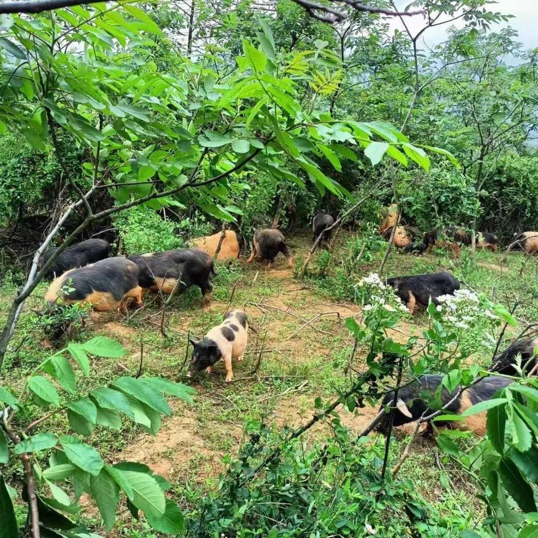 常州阿福农场