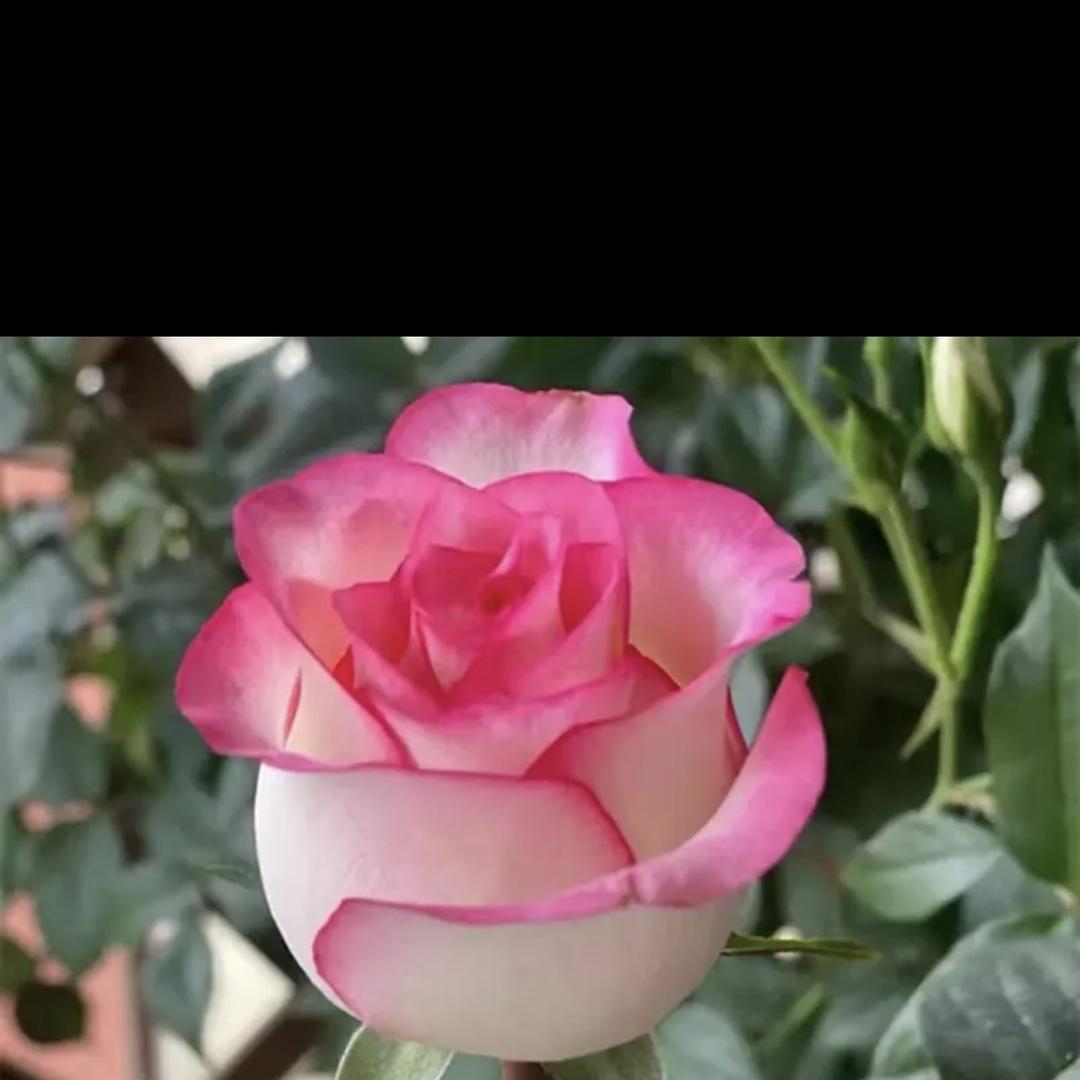 团团花卉基地苗木