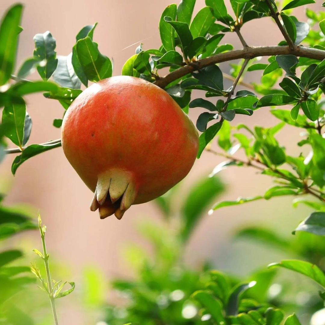 三农供销合作社