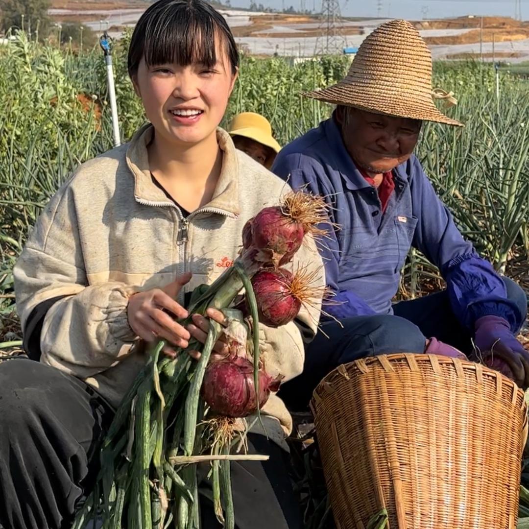 小芳家的人参果