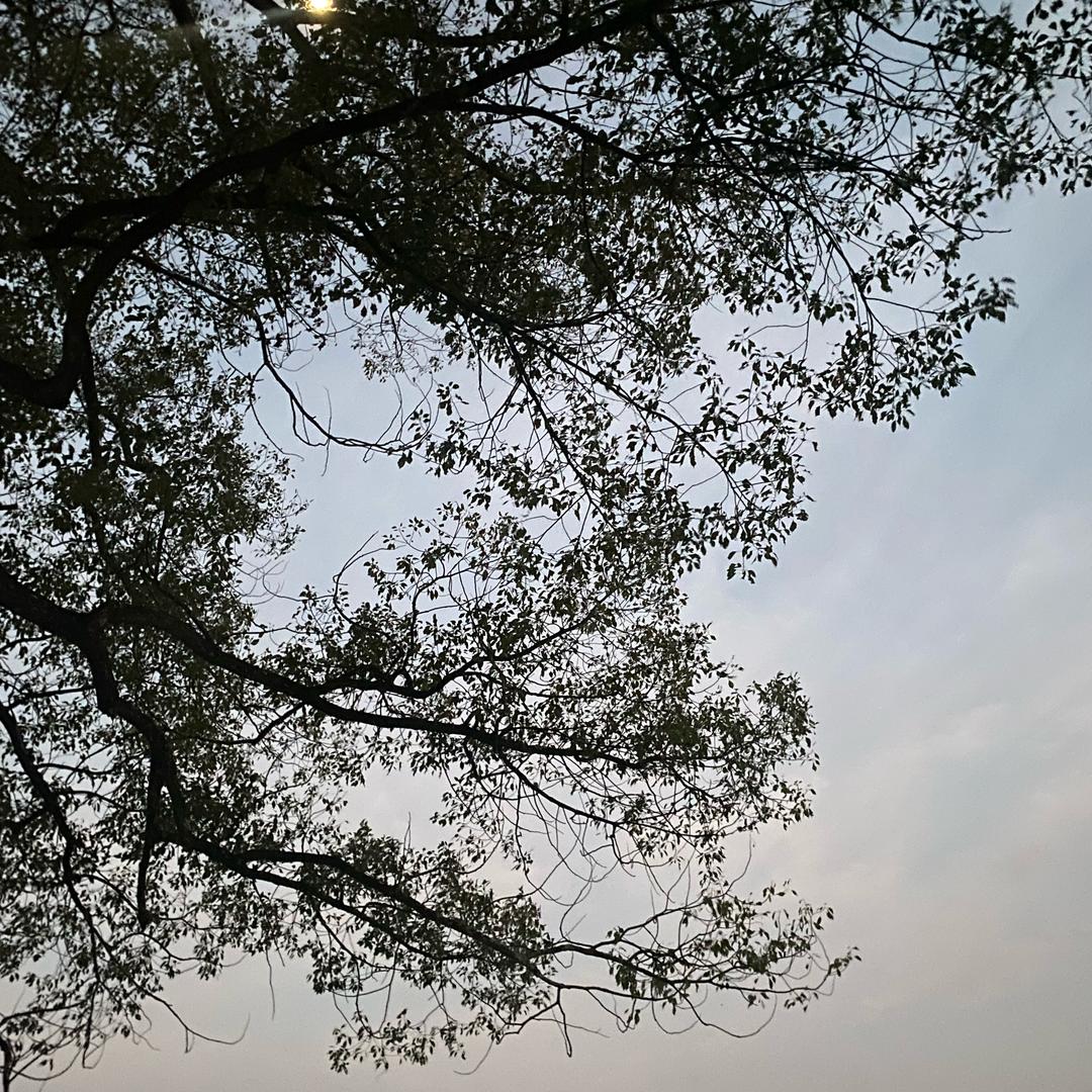 菩提