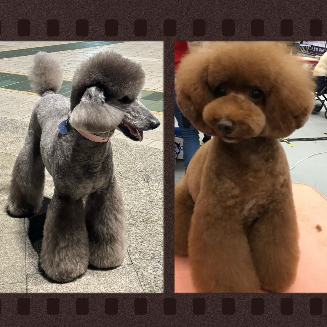 开个小踏板去寻快乐