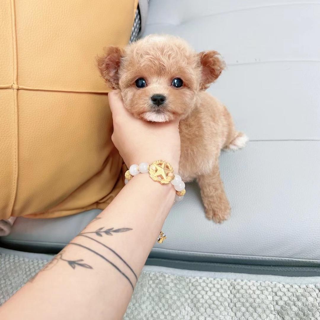 洋洋家的🐶🐶