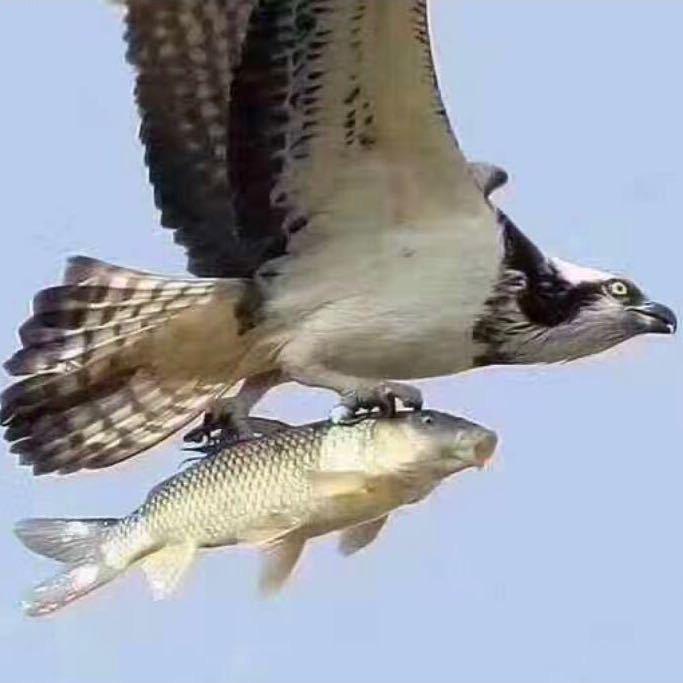 會飛de🐟