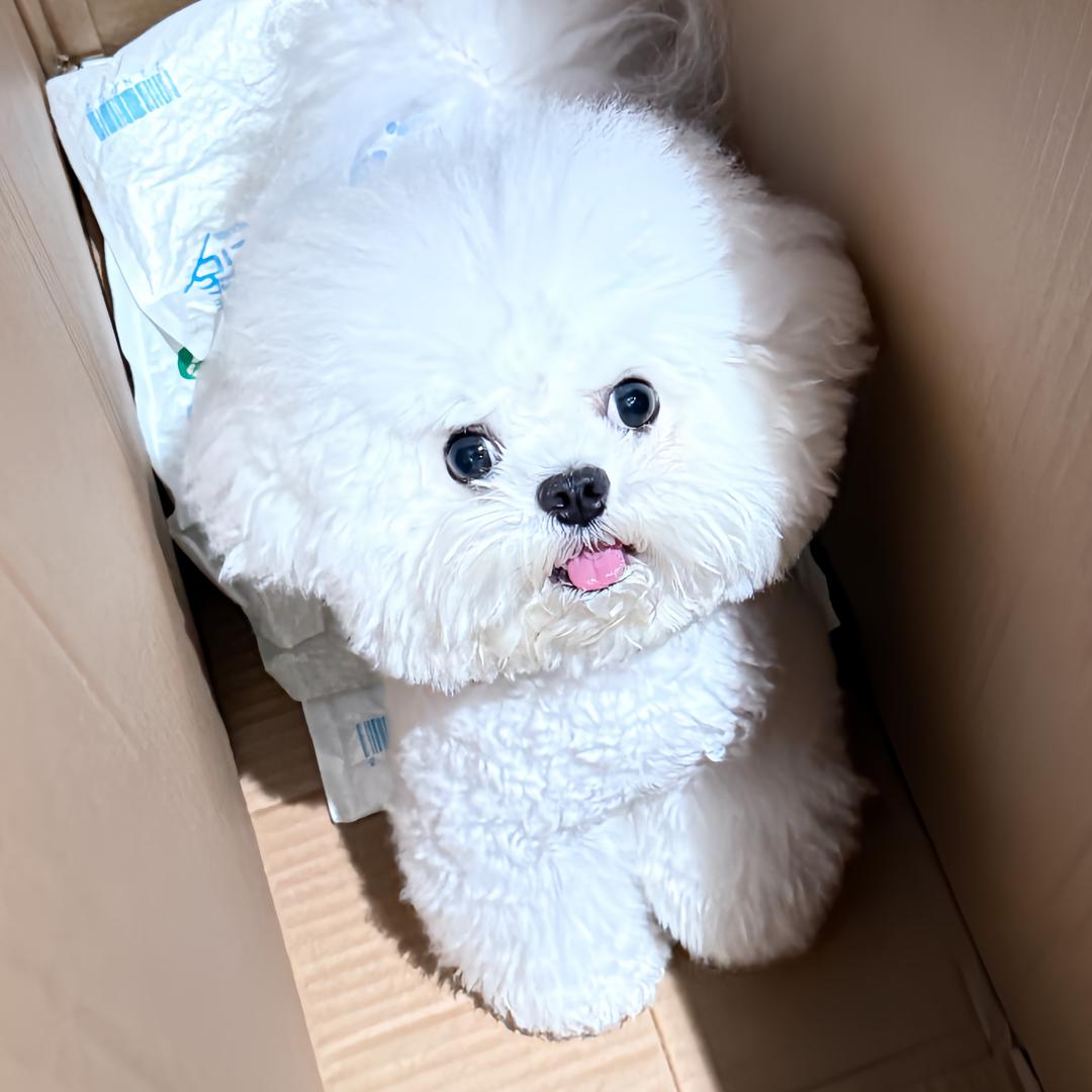 王小五有点虎