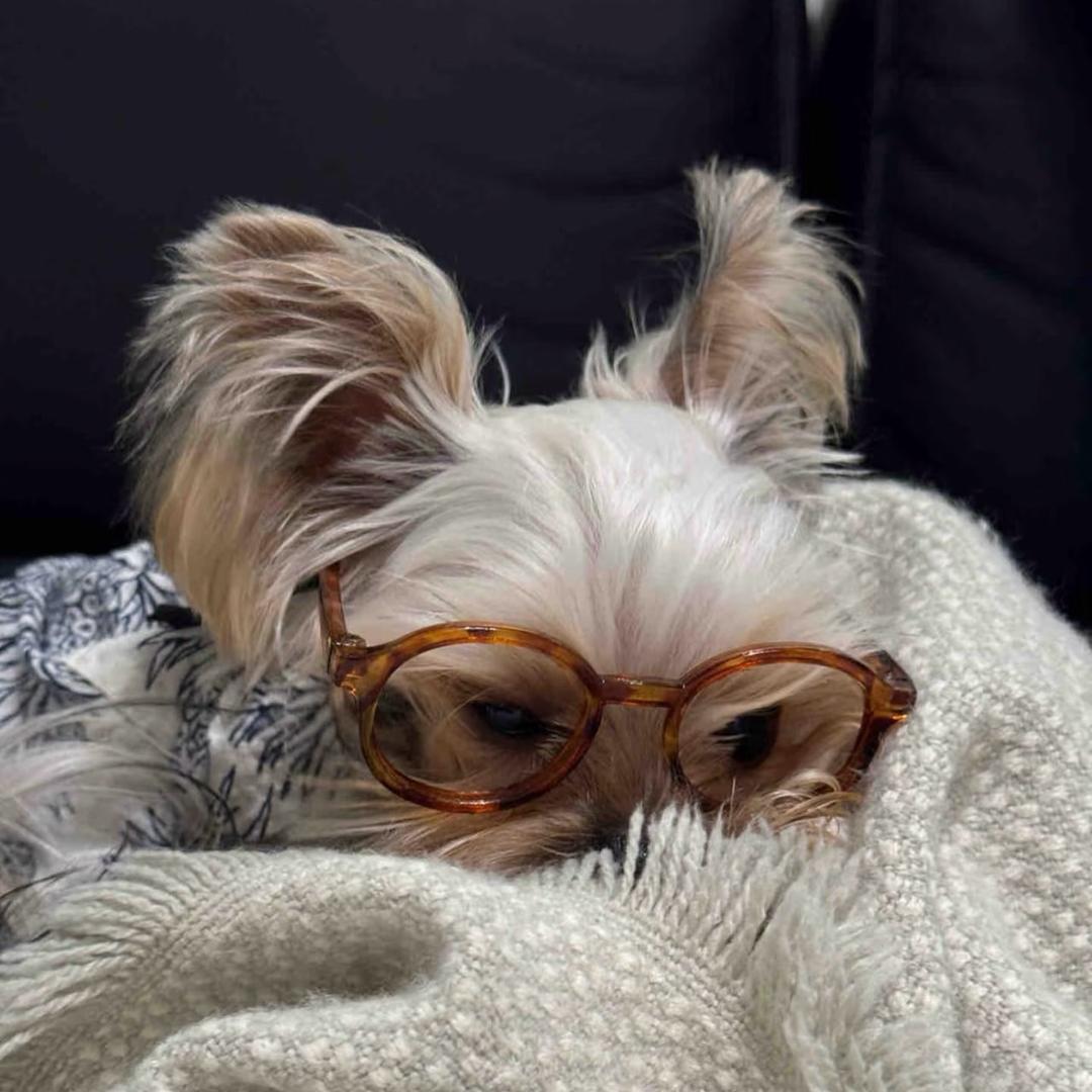 沁水县汪汪宠物