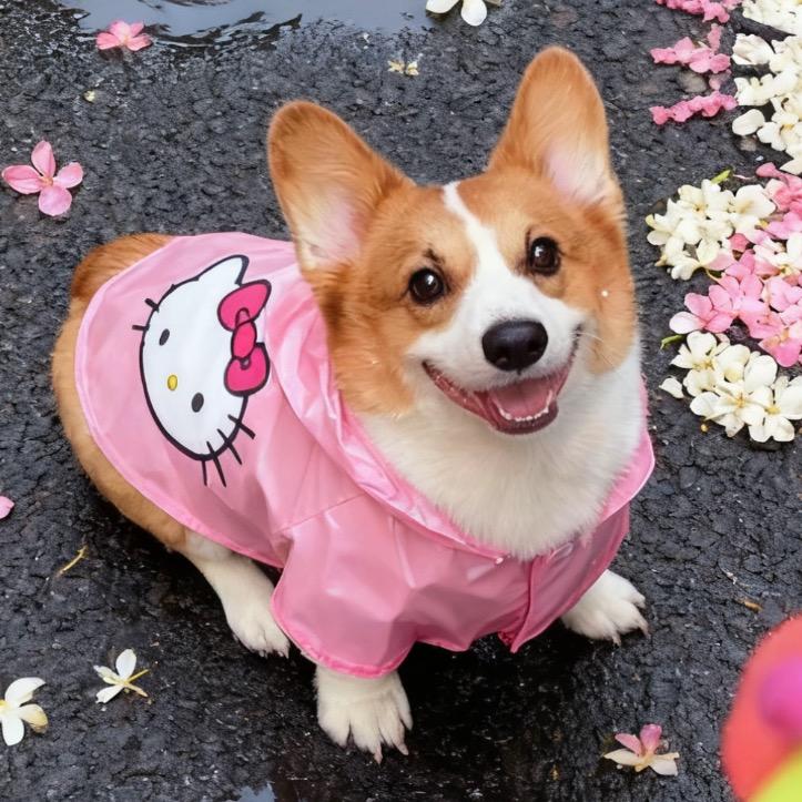 贝贝